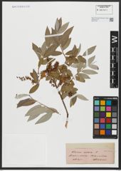 Foto von Salix alba L.